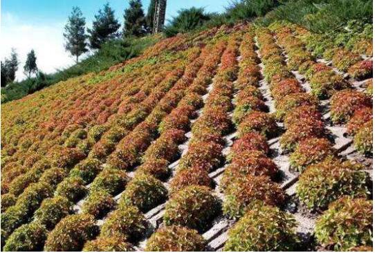 國內首部行業(yè)標準《邊坡噴播綠化工程技術標準》將頒布助推生態(tài)修復大格局