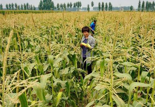 三部委：將水稻、玉米、小麥三大糧食作物制種納入中央財政農(nóng)業(yè)保險保險費補貼目錄