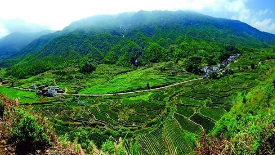 咸寧重振雄風(fēng)推進(jìn)茶文旅融合，做深做優(yōu)做強(qiáng)茶產(chǎn)業(yè)